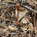 A flower emerges after a burn.