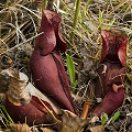 Sarracenia purpurea