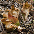 After a burn, plants in the Green Swamp respond well.