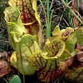 These plants are from Georgia, but are shown being grown outdoors in Alabama.