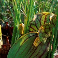 Intensely veined plants.