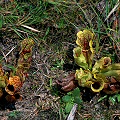 Sarracenia purpurea