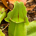 One of a few plants at a small site.