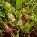 Blushed plants.