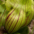 Veined plants.