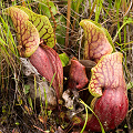 Blushed plants.