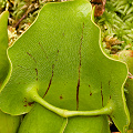 Sarracenia purpurea