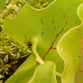 Sarracenia purpurea