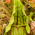 Sarracenia purpurea