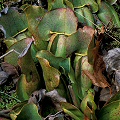 In the autumn; notice the widely flaring hood lobes.