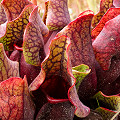 Type location plants, but in cultivation.