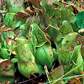 Sarracenia purpurea