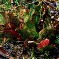 The only site in Georgia with this plant.