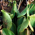 Sarracenia purpurea