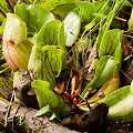 Plants on a cataract bald.