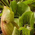 Plants on a cataract bald.