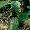 Plants from the subspecies overlap zone.