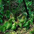 Sarracenia purpurea