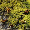 Sarracenia purpurea