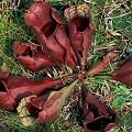 Sarracenia rosea