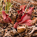 In Apalachicola National Forest