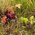 Growing in a nice savannah.