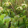 Growing in a nice savannah.