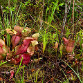 Growing in a nice savannah.