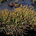 Non-native planting in the New Jersey Pine Barrens. Notice also the S. minor.