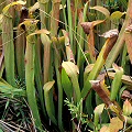 Plants in the Green Swamp.