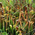 Plants in the Green Swamp.