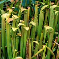 Plants in the Green Swamp.