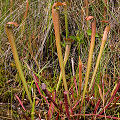 S. rubra subsp. gulfensis