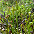 S. rubra subsp. gulfensis