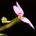 Stylidium debile