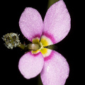 Stylidium debile