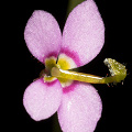 Stylidium debile