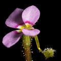 A side view of the flower before it has been triggered.