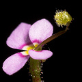 Stylidium debile