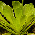 A rosette of leaves.