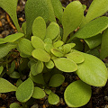 Stylidium fimbriatum