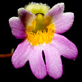 Stylidium fimbriatum