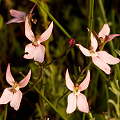 Large flowers, Western Australia.