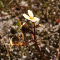 A small rosetted plant, Western Australia.