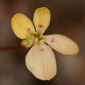 Stylidium repens