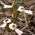 Stylidium schoenoides