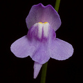 Utricularia amethystina