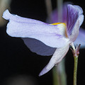 Utricularia blanchetii