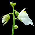 The white and yellow flowers are diagnostic of this cultivar.