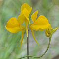 Utricularia